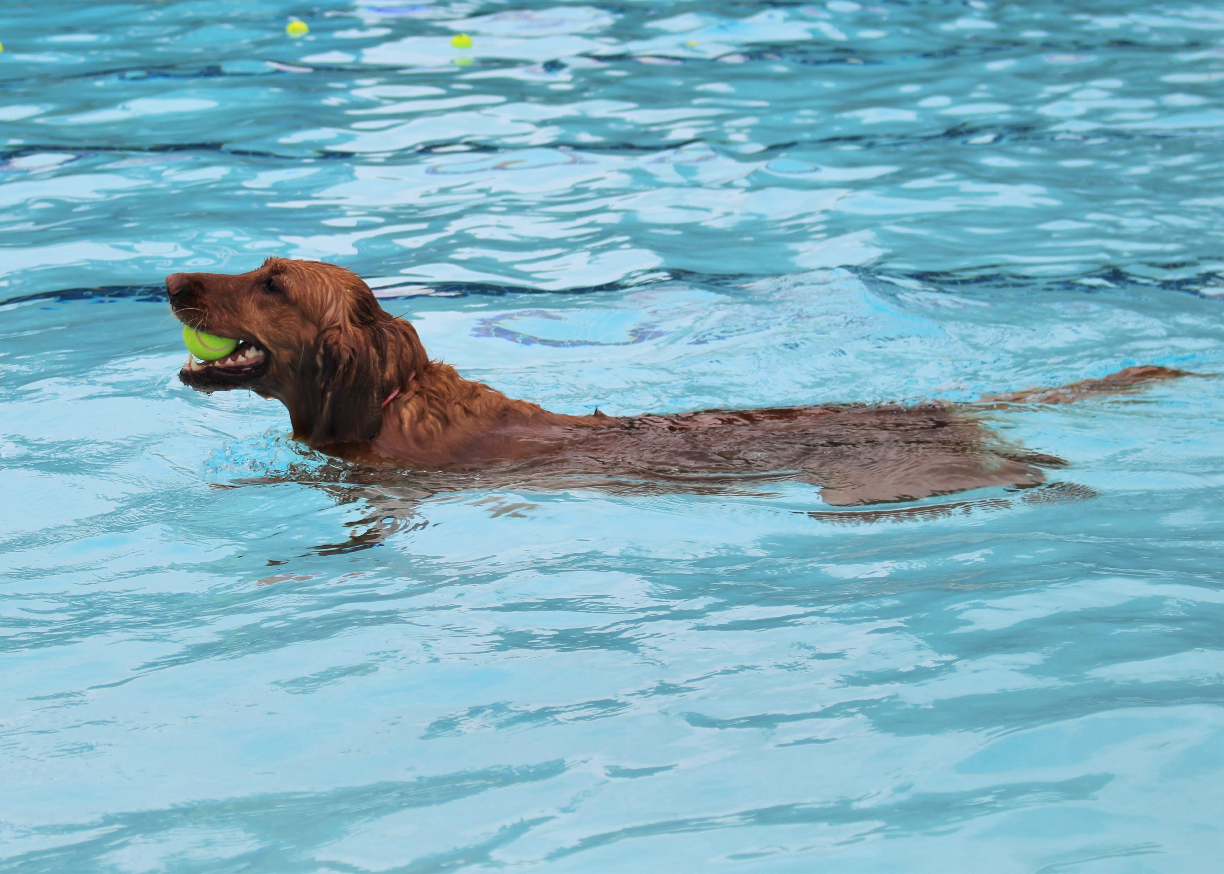 Pool Pawty 2019 Photos | Hanover Humane Society | Adoption ...